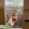 plant/3” Hoya Caudata Sumatra-1-thumbnail