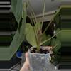 plant/Tezula anthurium AOS df x Pap Soul Reaper-3-thumbnail