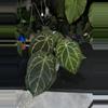 plant/Anthurium SKG Grey x BWM-0-thumbnail