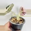plant/Alocasia Black Velvet Pink 0577-3-thumbnail