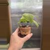 plant/3” Philodendron Heartleaf Variegated-0-thumbnail