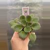 plant/2” Mini African Violet Precious Lavender-0-thumbnail