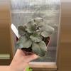 plant/4” African Violet Lemon Whip-0-thumbnail