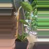 plant/Parasitica Splash with Trellis-1-thumbnail