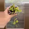 plant/3” Dischidia Ovata (Watermelon)-1-thumbnail