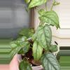 plant/4” Monstera Siltepecana-2-thumbnail