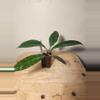 plant/#21 Hoya Publicalyx Splash starter-1-thumbnail