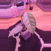 plant/Hoya coriacea silver-0-thumbnail