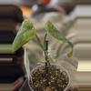 plant/Scindapsus Black Dragon-0-thumbnail