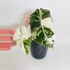 plant/Alocasia Black Velvet Pink 0577-2-thumbnail