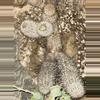 plant/Rare Cactus Arequipa Leucotricha Cutting-1-thumbnail