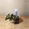 plant/#23 Hoya Lacunosa "Royal Flush"-2-thumbnail