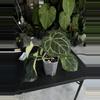 plant/Anthurium SKG grey x BWM-0-thumbnail