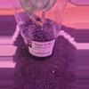 plant/Hoya sp aceh air suri cutting-1-thumbnail