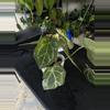 plant/Anthurium SKG Grey x BWM-2-thumbnail