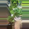 plant/Mathilde Plug-2-thumbnail