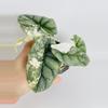 plant/Alocasia Silver Dragon Var. 0550-0-thumbnail