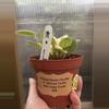 plant/4” African Violet Key Lime Treat-3-thumbnail