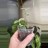 plant/3” Hoya Cumingiana Albo-3-thumbnail