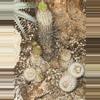 plant/Rare Cactus Arequipa Leucotricha Cutting-2-thumbnail