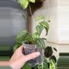 plant/4” Monstera Siltepecana-0-thumbnail