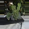 plant/Anthurium SKG grey x BWM-1-thumbnail