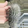 plant/Rare Cactus Arequipa Leucotricha Cutting-0-thumbnail