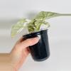 plant/Alocasia Silver Dragon Var. 0550-2-thumbnail