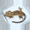 plant/495 CD x C2 male super Dalmatian-1-thumbnail