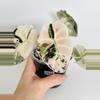 plant/Alocasia Black Velvet Pink 0577-0-thumbnail