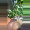 plant/Parasitica Splash with Trellis-2-thumbnail