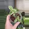 plant/3” Hoya Cumingiana Albo-0-thumbnail