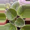 plant/2” Mini African Violet Precious Lavender-1-thumbnail