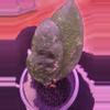 plant/Hoya sp aceh air suri cutting-0-thumbnail