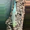 plant/Standing Day Gecko (Pair) (HIGH BLUE LINE)-2-thumbnail