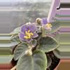 plant/2” Mini African Violet Shiri’s Hawaiian Lai-0-thumbnail