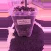 plant/Hoya medinillifolia-2-thumbnail