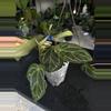 plant/Anthurium SKG Grey x BWM-1-thumbnail