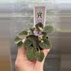 plant/2” Mini African Violet Shiri’s Hawaiian Lai-1-thumbnail