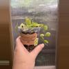 plant/3” Dischidia Ovata (Watermelon)-0-thumbnail