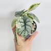 plant/Alocasia Silver Dragon Var. 0551-0-thumbnail