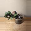 plant/#22 Hoya Burtoniae-1-thumbnail