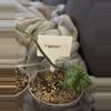 plant/Scindapsus Mayari-0-thumbnail