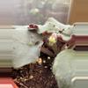 plant/4” African Violet Lemon Whip-2-thumbnail
