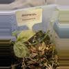 plant/Scindapsus Silver Splash-0-thumbnail