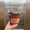 plant/4” African Violet Lemon Whip-1-thumbnail