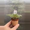 plant/2” Mini African Violet Precious Lavender-2-thumbnail