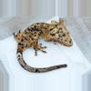 plant/495 CD x C2 male super Dalmatian-0-thumbnail