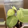 plant/3” Philodendron Heartleaf Variegated-2-thumbnail