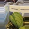 plant/Scindapsus Jung Jung Buih-0-thumbnail